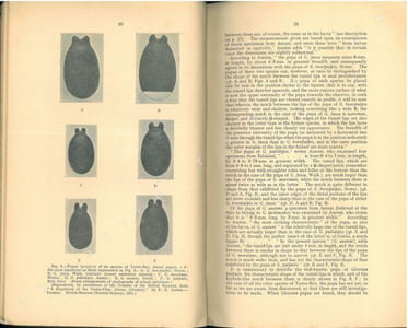 Tsetse-flies.Their characteristics, distribution and bionomics with some account of possible methods for their control.