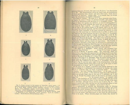 Tsetse-flies.Their characteristics, distribution and bionomics with some account of possible methods for their control.. Austen, E.E & E. Hegh
