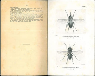 Tsetse-flies.Their characteristics, distribution and bionomics with some account of possible methods for their control.