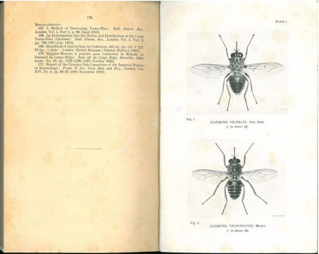 Tsetse-flies.Their characteristics, distribution and bionomics with some account of possible methods for their control.. Austen, E.E & E. Hegh