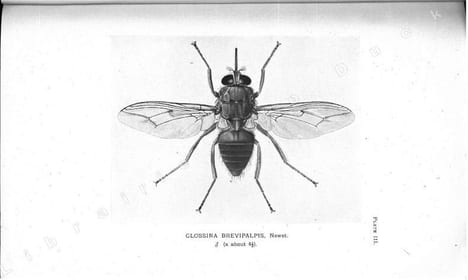 Tsetse-flies.Their characteristics, distribution and bionomics with some account of possible methods for their control.. Austen, E.E & E. Hegh