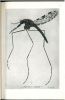 Anopheles gambiae in Brazil. 1930 to 1940.. Soper, F.L. & D.B. Wilson