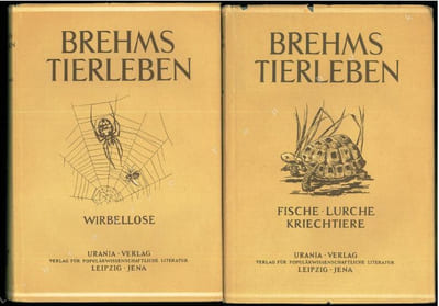 Die Phoriden.
