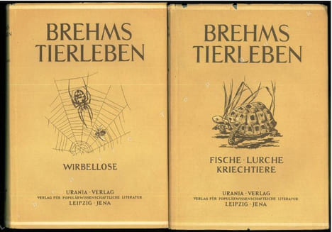 Die Phoriden.. Becker, T.
