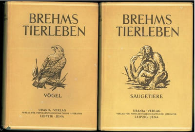 Die Phoriden.