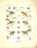 Genera Insectorum. Fasc. 68. Diptera. Fam. Muscaridae. Subfam. Lauxaninae.. Hendel, Friedrich