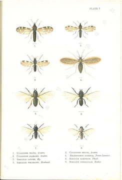 Illustrations of blood-sucking flies.. Austen, E.E.