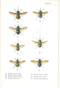 Illustrations of blood-sucking flies.