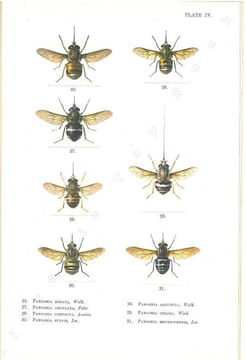 Illustrations of blood-sucking flies.. Austen, E.E.