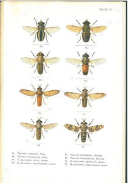 Illustrations of blood-sucking flies.. Austen, E.E.