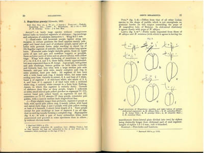 The fauna of British India, including Ceylon and Burma. Diptera. Vol. V. Family Culicidae. Tribe Megarhinini and Culicini.