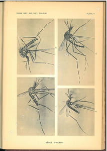 The fauna of British India, including Ceylon and Burma. Diptera. Vol. V. Family Culicidae. Tribe Megarhinini and Culicini.