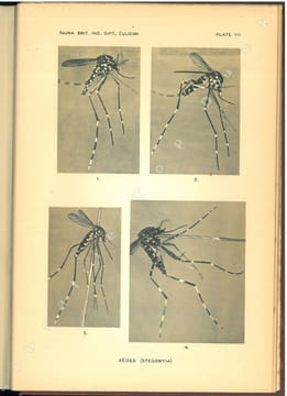 The fauna of British India, including Ceylon and Burma. Diptera. Vol. V. Family Culicidae. Tribe Megarhinini and Culicini.. Barraud, P.J.