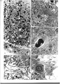 Les tubes de Malpighi chez les diptères supérieurs. Leur évolution structurale et physiologique pendant la vie post-embryonnaire chez Calliphora erythtocephala Meigen. Leur signification taxinomique chez les Drosophilidae. 2 volumes.