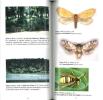 Insectes remarquables, Loire moyenne et région Centre.. Lemesle, B. & R. Cloupeau