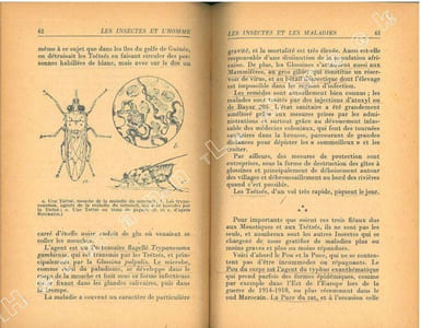 Les insectes et l'homme.