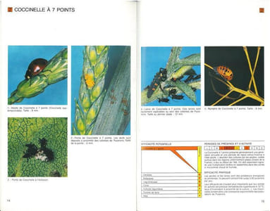 Les auxiliaires, ennemis naturels des ravageurs des cultures.