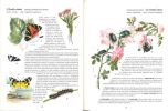 L'album des insectes, les espèces communes de nos régions.. Leraut, P. & G. Hodebert