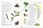 L'album des insectes, les espèces communes de nos régions.. Leraut, P. & G. Hodebert