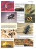 Les insectes en 1000 photos.. Glemas, Patrick