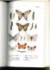 Ce qu'il faut savoir des insectes. Vol. I. Papillons.. Portevin, Gaston