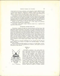 Les insectes vivant sur les cacaoyers en Afrique occidentale.