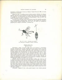 Les insectes vivant sur les cacaoyers en Afrique occidentale.
