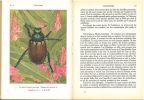 Les insectes. I. Coléoptères, Orthoptères, Archiptères, Névroptères.. Robert, Paul-André