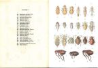 Petit atlas des insectes. 2 fasc... Colas, Guy