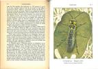 Les insectes. II. Hyménoptères, Lépidoptères, Rynchotes, Diptères.. Robert, Paul-André
