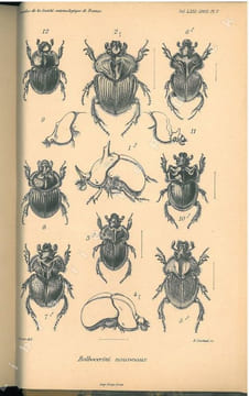 Annales de la Société Entomologique de France. Vol. LXXI.. Annales de la Société Entomologique de France