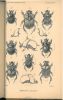 Annales de la Société Entomologique de France. Vol. LXXI.. Annales de la Société Entomologique de France