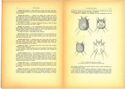 Gli Insetti. Loro organizzazione, sviluppo, abitudini e rapporti coll'uomo. Vol. 2. Fasc. 1 à 19.