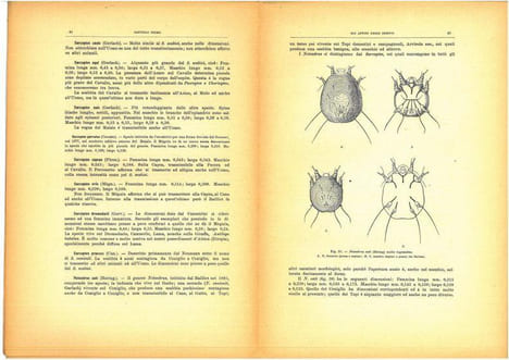 Gli Insetti. Loro organizzazione, sviluppo, abitudini e rapporti coll'uomo. Vol. 2. Fasc. 1 à 19.. Berlese, Antonio