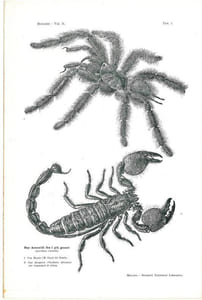 Gli Insetti. Loro organizzazione, sviluppo, abitudini e rapporti coll'uomo. Vol. 2. Fasc. 1 à 19.
