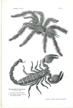 Gli Insetti. Loro organizzazione, sviluppo, abitudini e rapporti coll'uomo. Vol. 2. Fasc. 1 à 19.. Berlese, Antonio