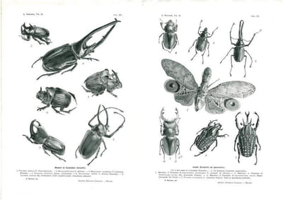Gli Insetti. Loro organizzazione, sviluppo, abitudini e rapporti coll'uomo. Vol. 2. Fasc. 1 à 19.