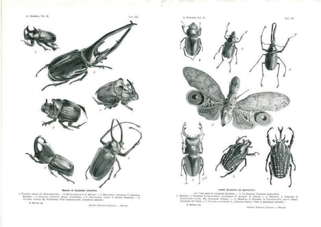 Gli Insetti. Loro organizzazione, sviluppo, abitudini e rapporti coll'uomo. Vol. 2. Fasc. 1 à 19.. Berlese, Antonio