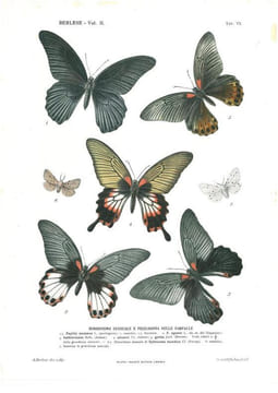 Gli Insetti. Loro organizzazione, sviluppo, abitudini e rapporti coll'uomo. Vol. 2. Fasc. 1 à 19.. Berlese, Antonio