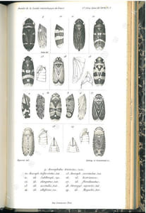 Annales de la Société Entomologique de France + bulletin + bulletin bibliographique. 5° série. Tome 9°.