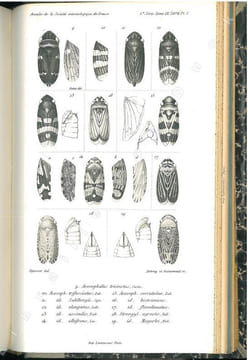 Annales de la Société Entomologique de France + bulletin + bulletin bibliographique. 5° série. Tome 9°.. Annales de la Société Entomologique de France