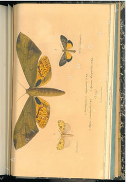 Annales de la Société Entomologique de France + bulletin + bulletin bibliographique. 5° série. Tome 9°.. Annales de la Société Entomologique de France