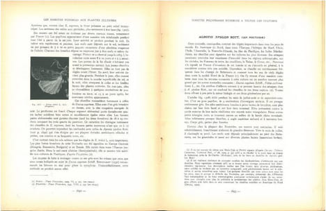Les insectes nuisibles aux plantes cultivées, leurs moeurs, leur destruction. 2 volumes.. Balachowsky, A.S. & L. Mesnil