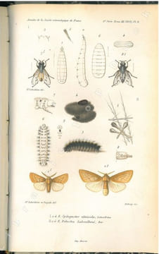 Annales de la Société Entomologique de France + bulletin. 5° série. Tome 3.. Annales de la Société Entomologique de France