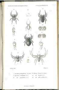Annales de la Société Entomologique de France + bulletin. 5° série. Tome 3.