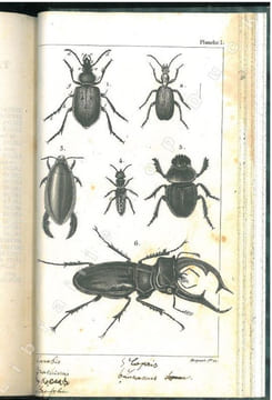 L'entomologie ou histoire naturelle des insectes enseignée en 15 leçons.. Aucher-Eloy, R. [R.A.E.]