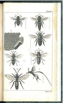 L'entomologie ou histoire naturelle des insectes enseignée en 15 leçons.. Aucher-Eloy, R. [R.A.E.]