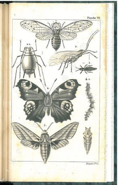 L'entomologie ou histoire naturelle des insectes enseignée en 15 leçons.. Aucher-Eloy, R. [R.A.E.]