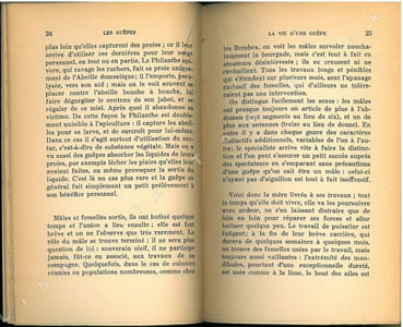 Les guèpes.