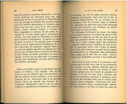 Les guèpes.. Berland, Lucien